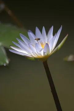 大豪客彩票 App 下载二维码